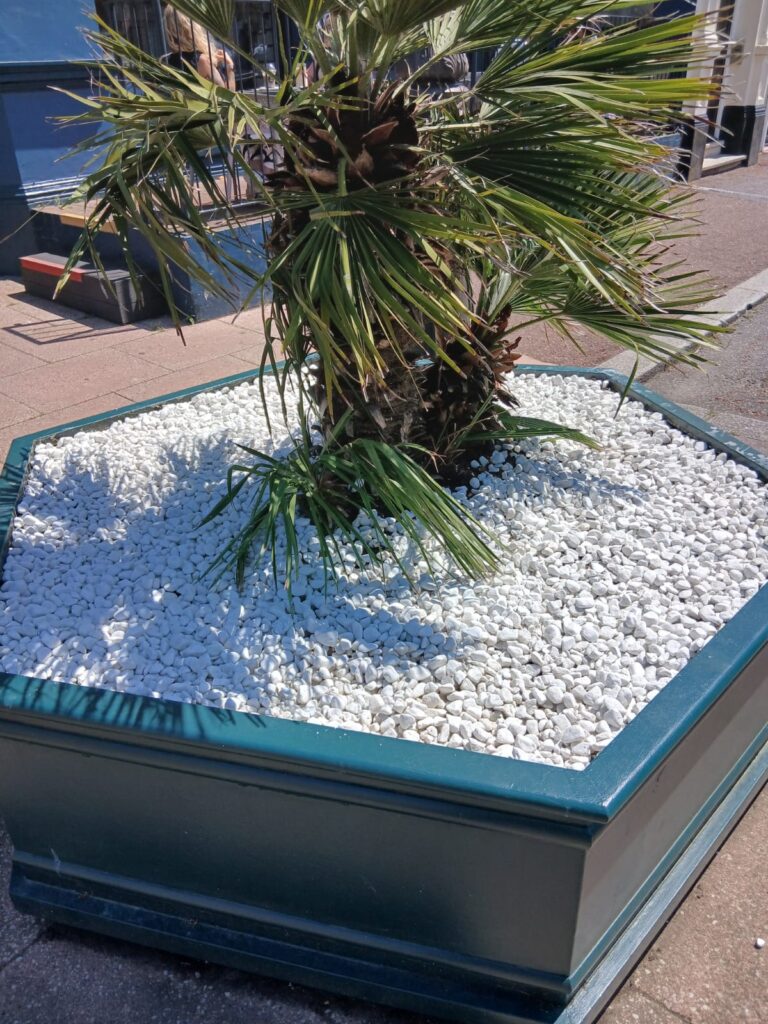 A planter containing a palm plant surrounded by decorative white stones in Devonshire Square.
