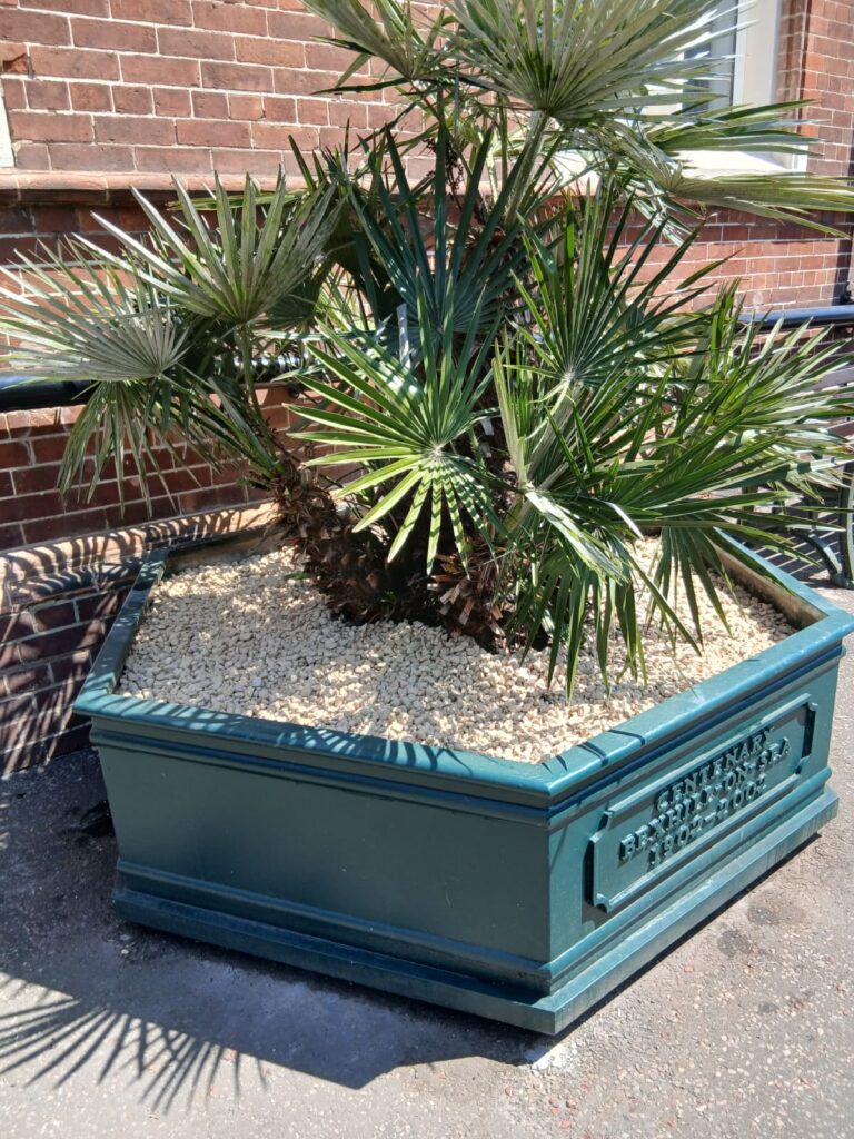 A planter with a palm tree and decorative white stones on Western Road.